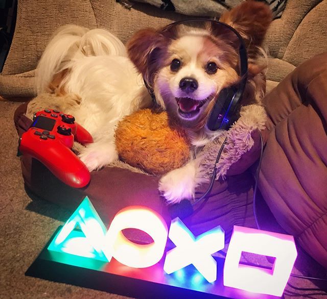 PS_Over_BS's tweet photo. Gg 🥰🎮 #gamerdog #gamer #twitchstreamer #instagamer #doggamer #playstationlight #ps4icons #pawgrips #ps4 #PSoverBS #OllyThePapillon #funandgames #gg #thanksforthegame #dbd #playstation #geekydog #papillondog #toomuchcute #papillonsofinstagram https://t.co/HiOhX9XRVb https://t.co/35yesveuCb