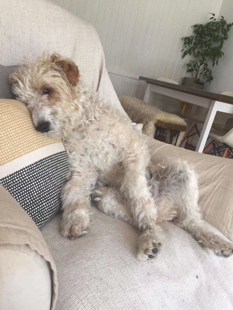 TerrierSOS's tweet photo. Morning lovely TSOS folk from sweet Alba. Many of you followed her progress and we are happy to report she’s doing very well at her foster in Surrey. But she would love to meet her forever people. Read her story here https://t.co/2sac5k1mhg #AdoptDontShop https://t.co/0pd15zgpu3