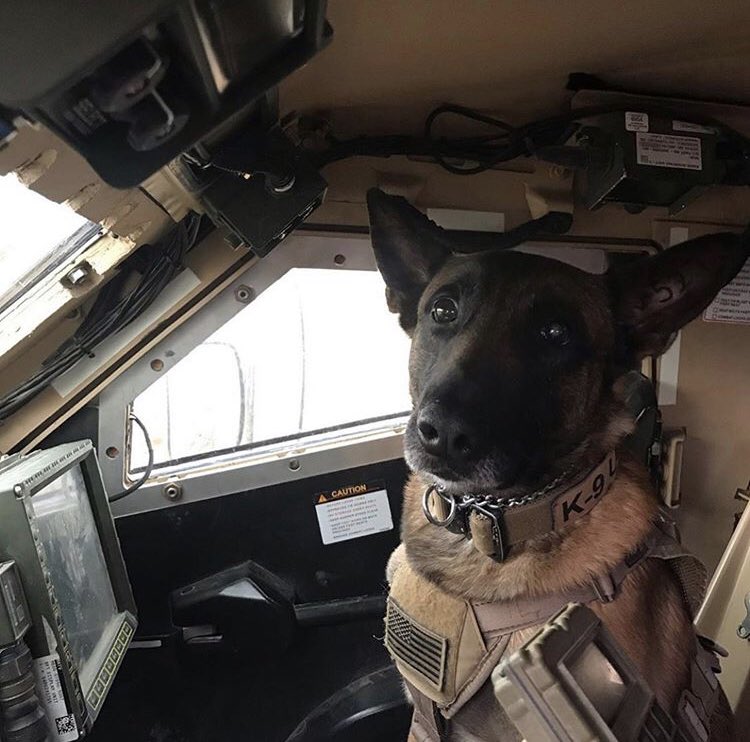 MilitaryWorkingDogs on Twitter