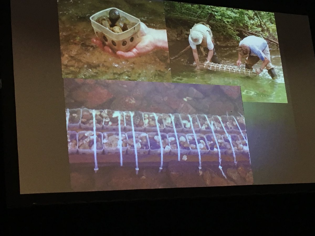 SETAC_AU's tweet image. Important lessons and messages from our plenary Will Clements -  the need to pay more attention to differences between lab and field #ecotox and use #fieldeffects and #mesocosm data to help derive #waterquality criteria #setacau2019 #water #environment #envirochem