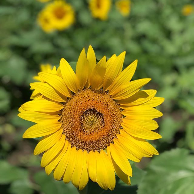 larisamajors's tweet photo. Summer isn’t summer without a visit to the sunflower field.
#sunflower #summer #summersunflower #waimanalo #waimanalocountryfarms #oahu #oahusummer #pictureperfect #bright #happy #flower #yellow #lategram #sunflowerfieldsforever https://t.co/hcaynGdFkH https://t.co/BoQULLHPUX