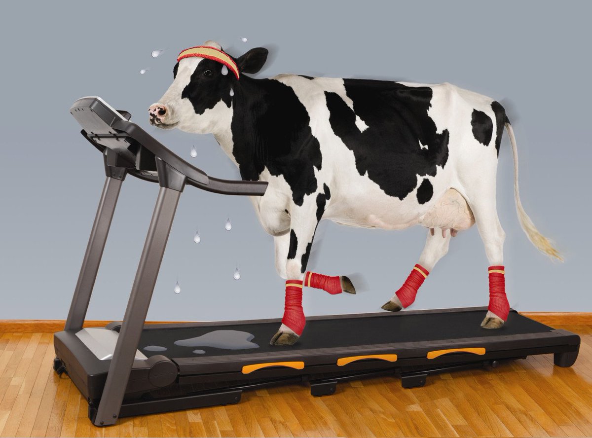 Even cows need to shred: Australian scientists have developed a fitness tra...