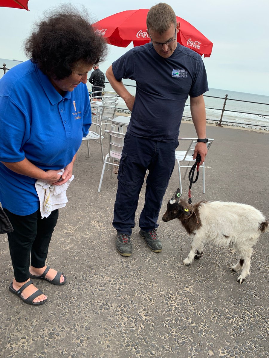 Delilah the hand-reared Bagot goat got her head stuck last night in the fencing so kindly treated to a visit to see Kathy at The Reef Stop.