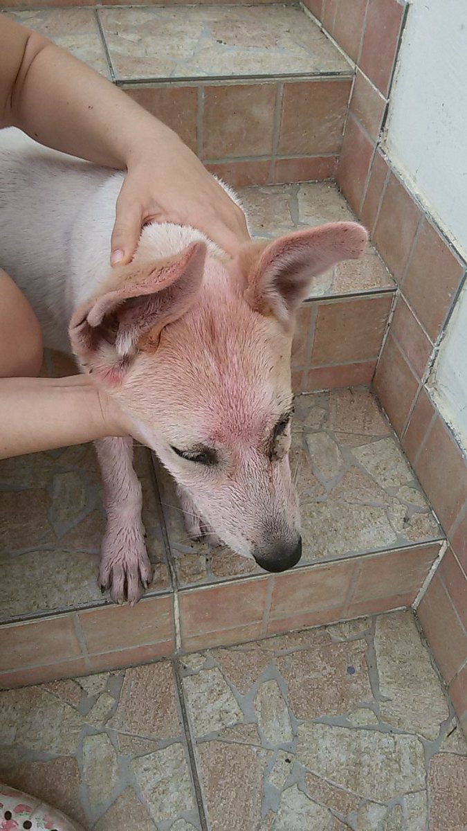 stadionjna's tweet photo. POTREBAN MI JE HITAN PRIVREMENI SMEŠTJ ILI JOŠ BOLJE STALNI DOM!
Našla sam ovu kucu neko ju je ofarbao i oko joj je od te farbe inficirano.Vodila sam je veterinaru koji joj je dao antibiotike ali mora ih primati još 2-3 dana a ja nemam gde sa njom.@LPokret https://t.co/ZPCImoXeei