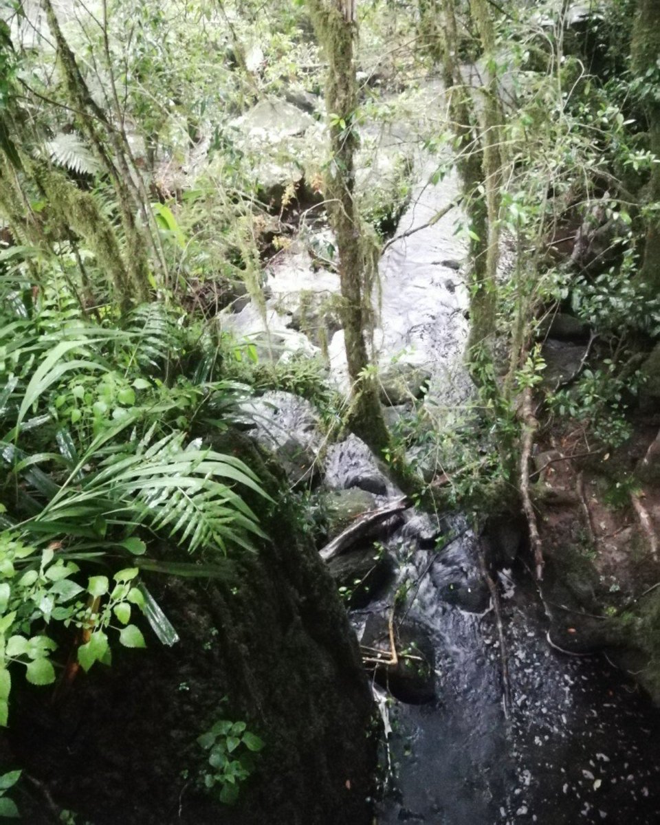 gorge_co's tweet photo. #GraskopGorgeLiftCo... Beautiful streams dance over rocks at the bottom of the Graskop Gorge. Enjoy a little natural magic during the 600m forest trail.

https://t.co/LFkanxxYvN https://t.co/koZ6Xp3dI2