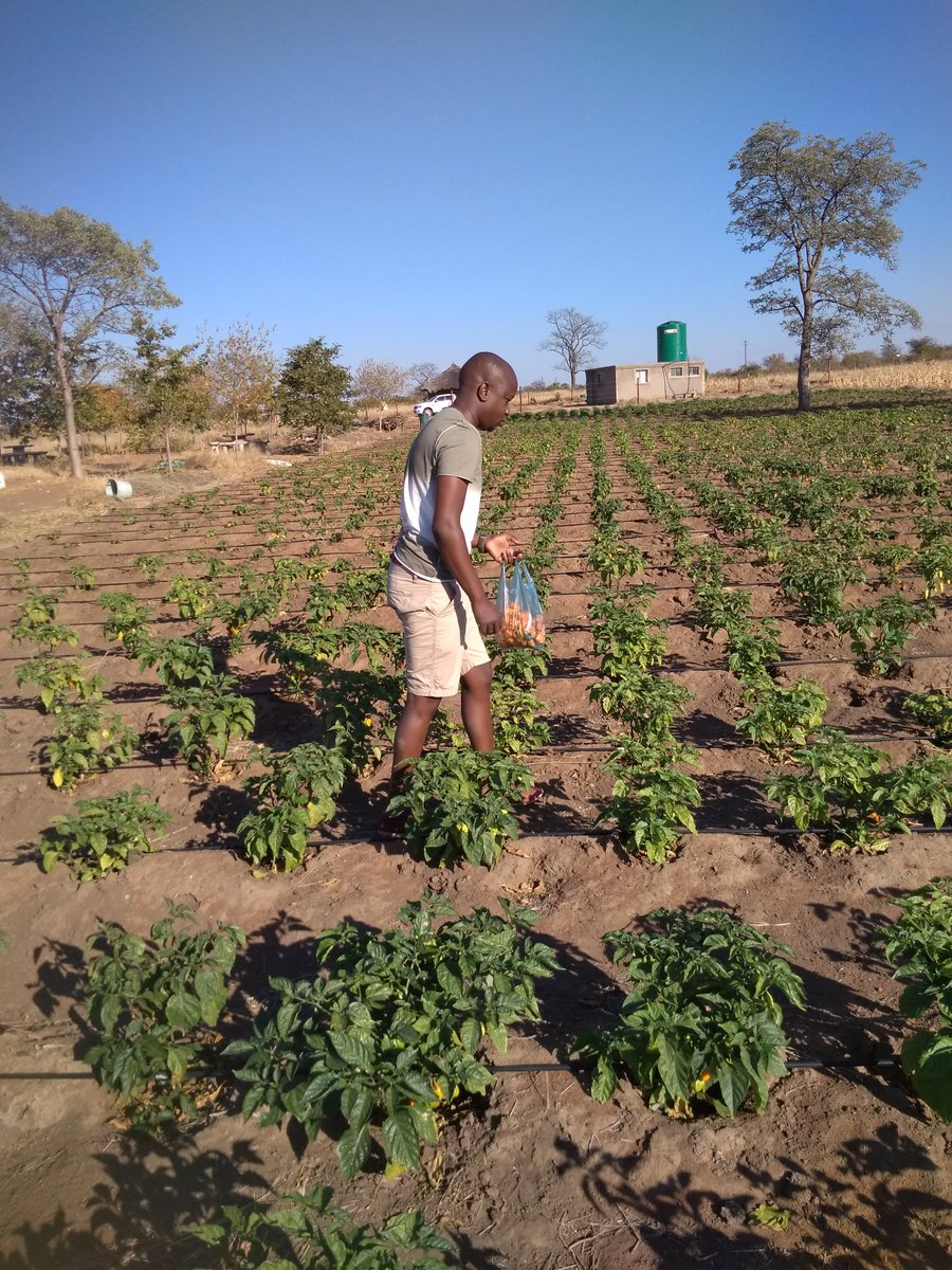 Chochelafarm's tweet photo. “
Life on a farm is a school of patience; you can't hurry the crops or make an ox in two days.
-Henri Alain
“ https://t.co/jpA6SViG8N