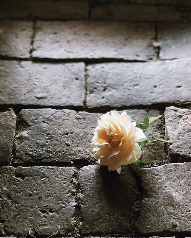 I think the floor might be one of my favourite parts of my house. This is by the front door, I’d popped out to do a quick bit of dead heading of Gloire de Dijon. It opens into a sort of alleyway going straight through the house and out the back. (This is… ift.tt/32kXwl5