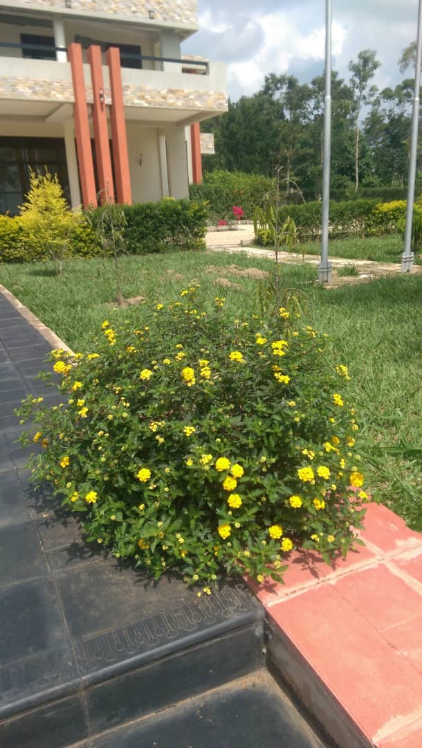 Passionsltd's tweet photo. Compound design is the foundation of any great landscape. What does your dream garden look like? Allow us Make that dream a reality with compound design secrets.

Reach us on 0782451967 or 0754 451 967  https://t.co/mnMBmWK7md
#compounddesign #landscapping #Construction #Homes https://t.co/8Leyw3xeqN