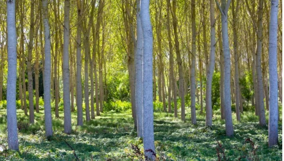 Zehub's tweet image. Des #drones #bombardiers de #graines pour lutter contre la #déforestation franceinter.fr/emissions/l-es…