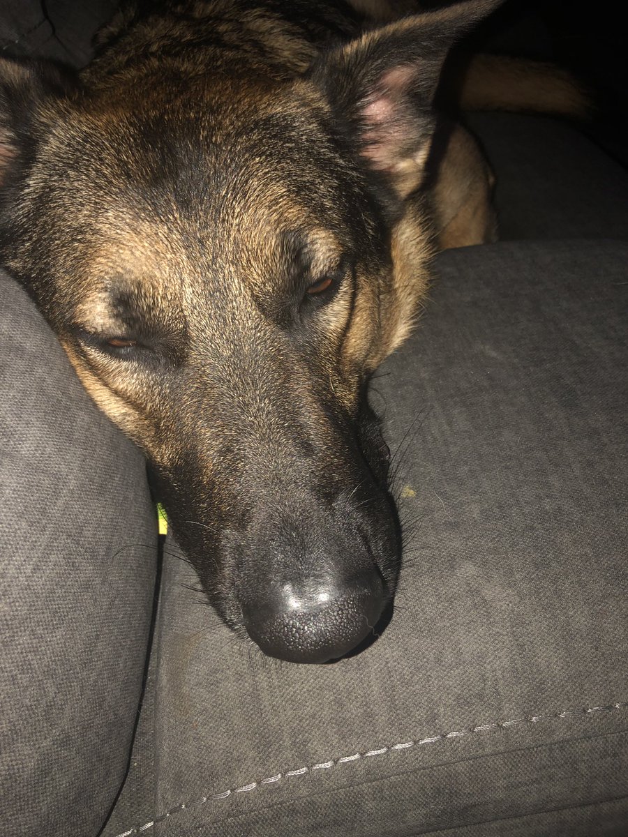 jrrn29's tweet photo. I’m not sure who needs to see this, but this is Deuce aka Deucey la Juicey of the #Resistance #GSD #DogsofTwittter #Dogsrulehumansdrool https://t.co/NAGGOgPLIJ