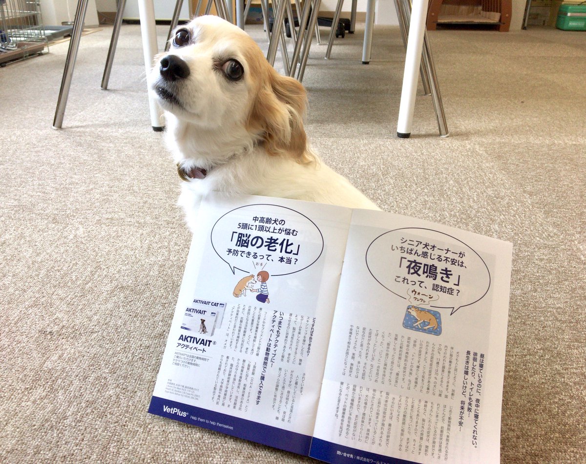 株式会社ワールドエクイップス 明日発行のシニア犬のためのフリーマガジン ぐらんわん Vol 44でaktivaitを紹介していただきました お近くのペットショップや動物病院で探してみてください いぬすたぐらむ 犬のいる暮らし 秘密結社老犬倶楽部