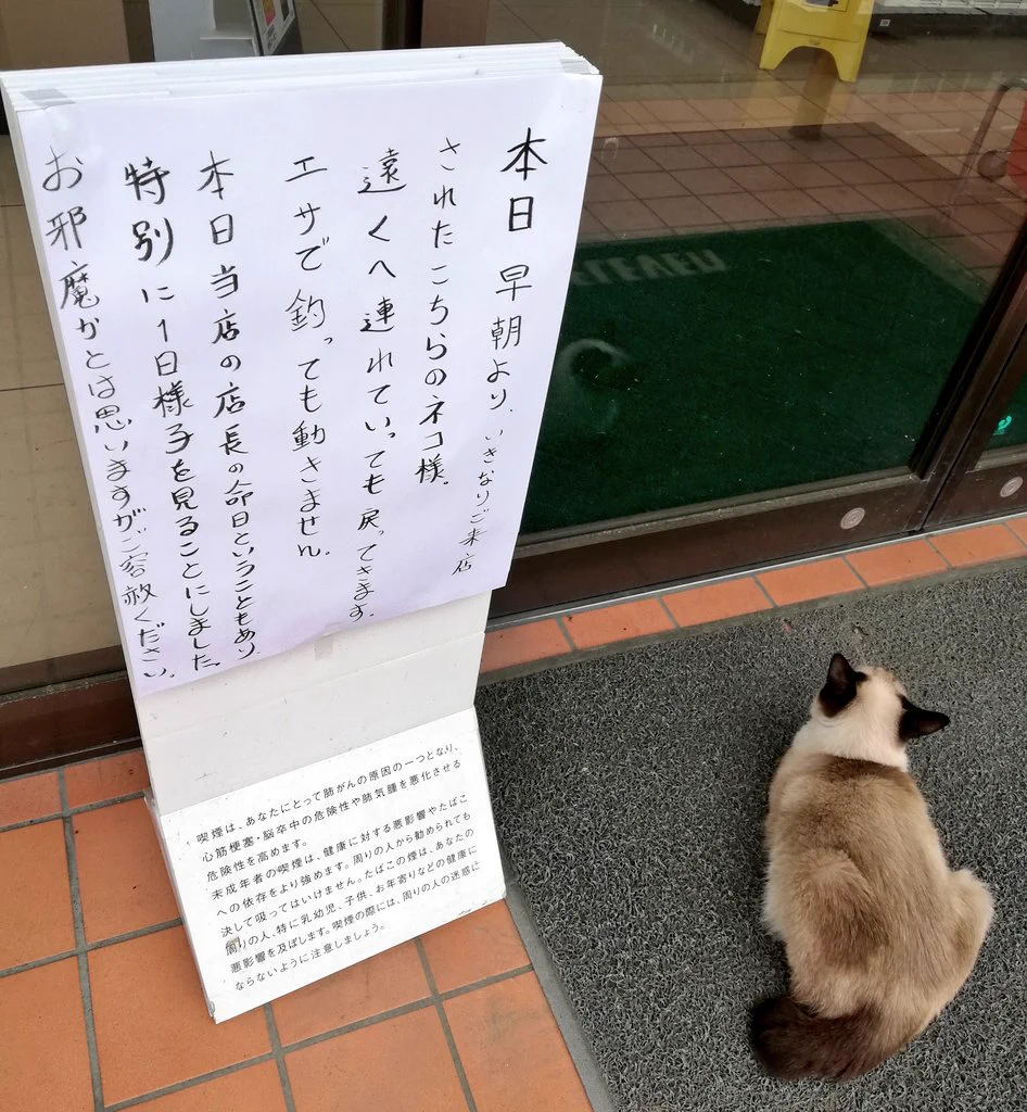 もしかして店長の生き写し・・？コンビニ前で動かないネコｗ