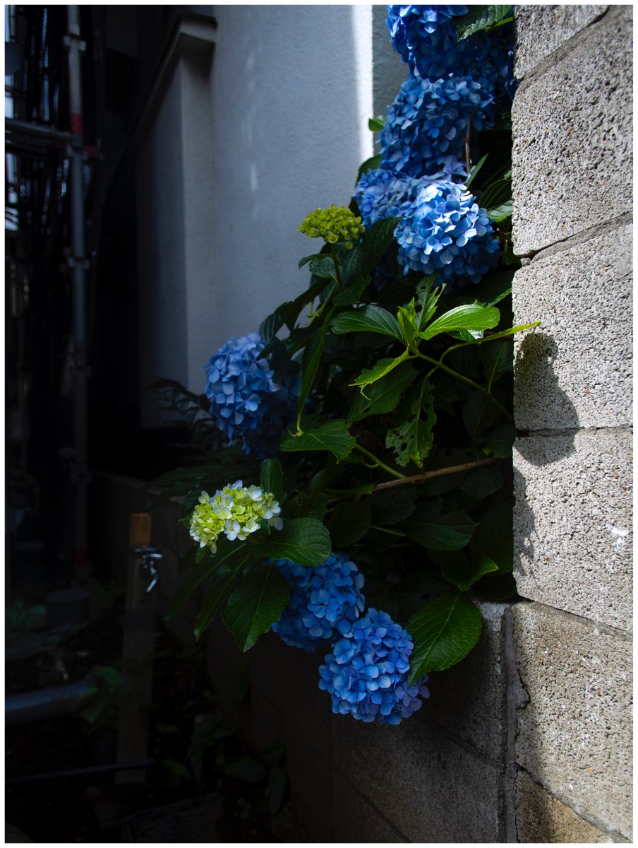 kpo840's tweet image. Blooming beside the construction site
#hydrangea #inthecorner #constructionsite #ef20 #写真撮ってコー
