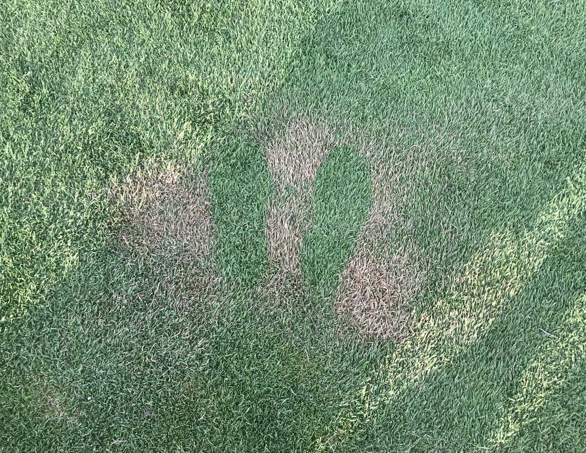 The mosquitos are bad now. Bug spray up, but don’t do it while you stand on grass!

That little amount of spray will kill the grass. Don’t believe me?
This is on the 7th tee at the <a href="/RoyalReginaGC/">Royal Regina Golf Club</a>