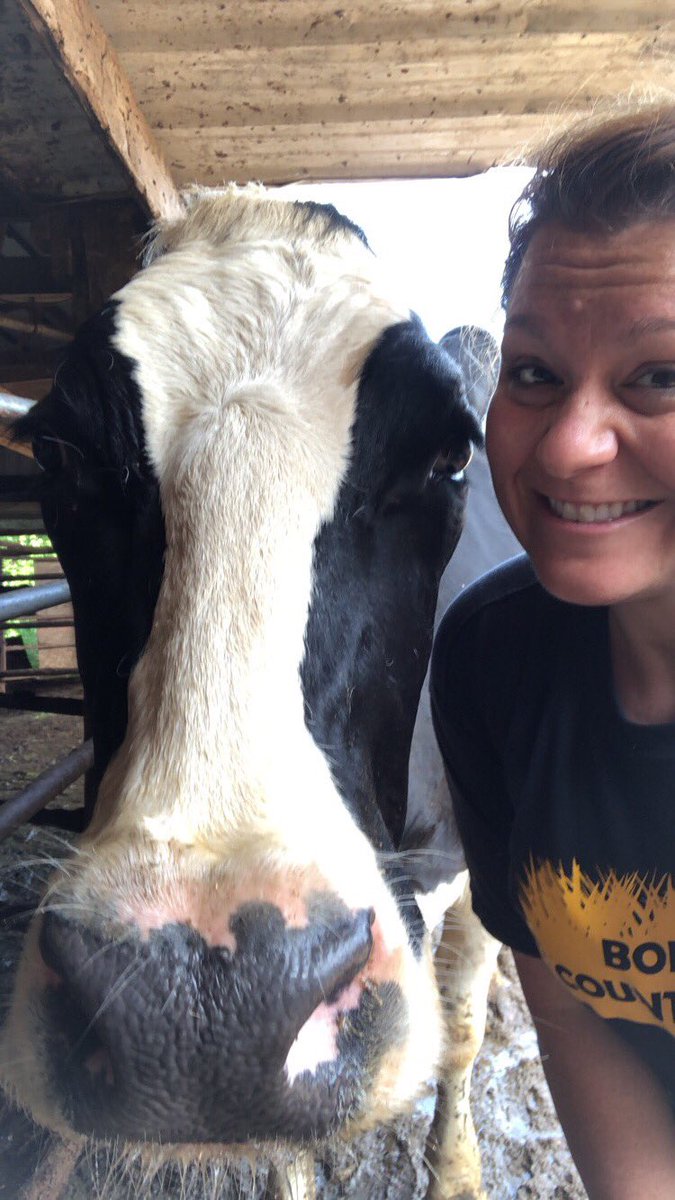 PurduePlantLady's tweet photo. Today’s a #ThreeTweet for #CowAppreciationDay #felfie #selfie #cow https://t.co/N933B2Etto