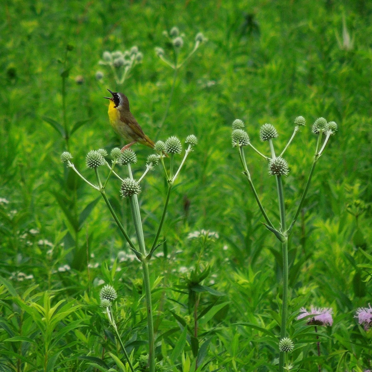 Habitat destruction is the leading cause of extinction on this planet but what so few people realize is that plants are the habitat. Without healthy plant communities, everything else suffers
🌱🌾🌼🦗🐦🌳🐆🌲
#plantblindness