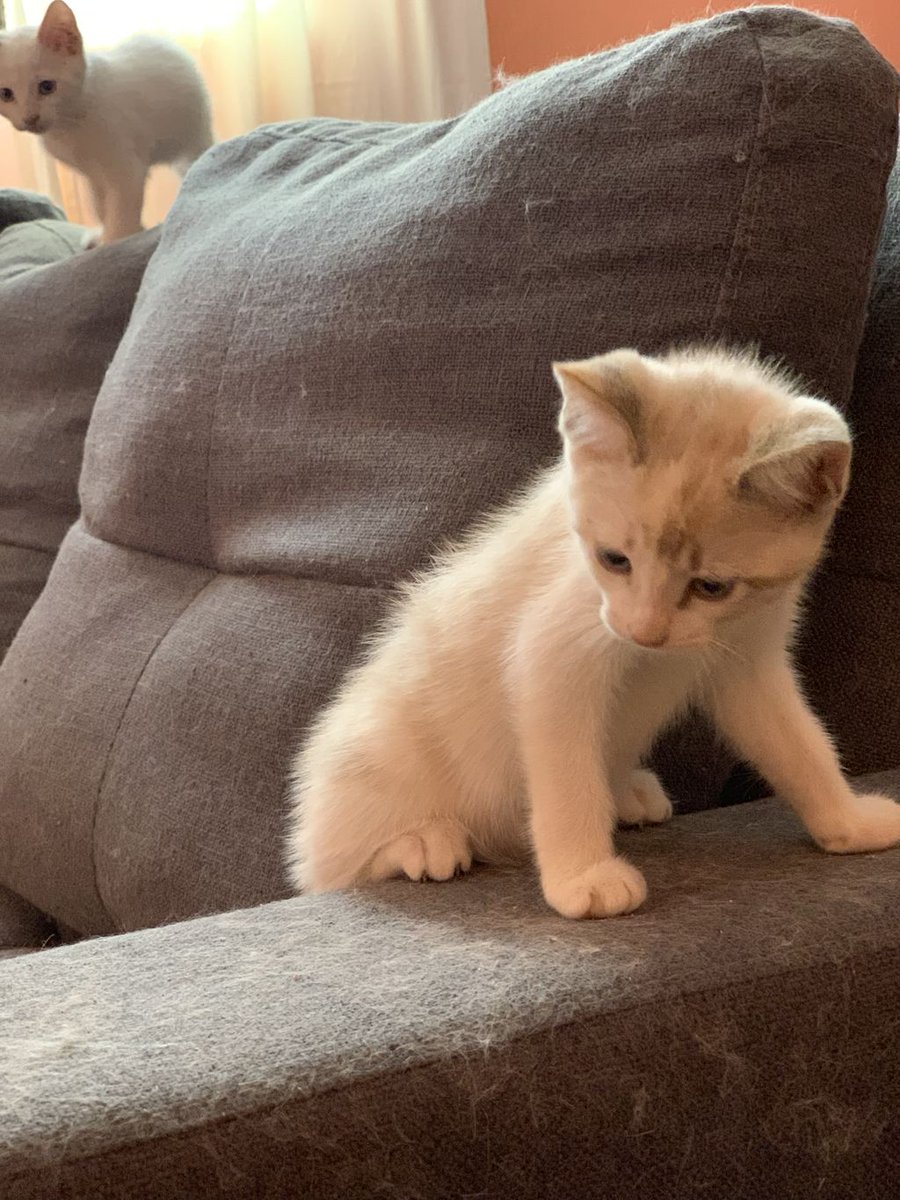 Amori_Minini's tweet image. Reny en Adopción 🐱
Preciosa está #BuscandoUnaCasita donde tenga #MuchoAmor &amp;amp; #Croquetitas 🐽
Quién deseé Postularse para su Adopción, lo puede hacer vía Inbox o WhatsApp al 44.42.30.41.69 💗
#PorqueAdoptarEsAmar 💜
#TotalmenteAmoriMinini 🦄🌈