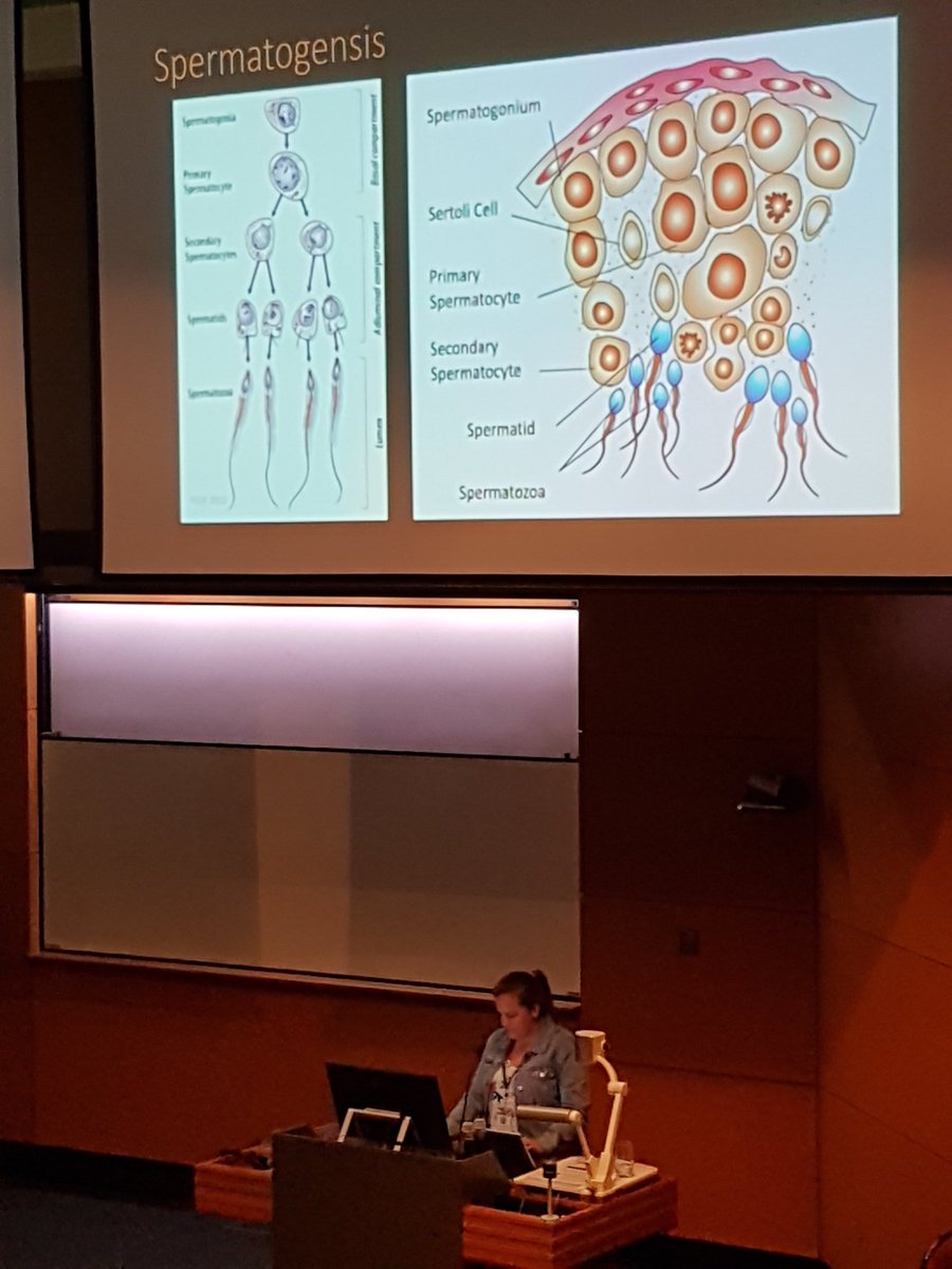drmparrott's tweet photo. 'Jumping into sperm' with @Amy_Edwards89 ! @AusMammals #AMScon2019 #WomenInSTEM https://t.co/F1YfLFndsx