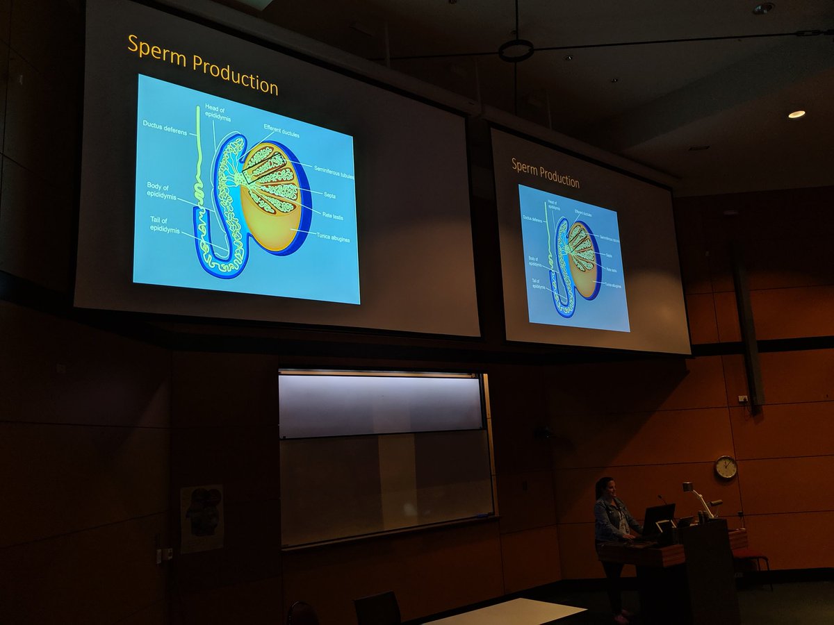 astobowilson's tweet photo. @Amy_Edwards89 talking about the importance of testicular architecture in sperm production and how it relates to sperm sex ratios. Living up to her scruffy reputation 'jumping straight into sperm' and showing us how she 'washes her balls'. https://t.co/0aVM2IMPaP