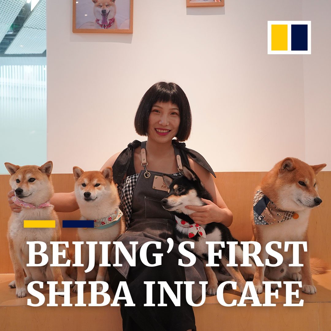 Scmp News On Twitter This Might Be The Cutest Cafe In