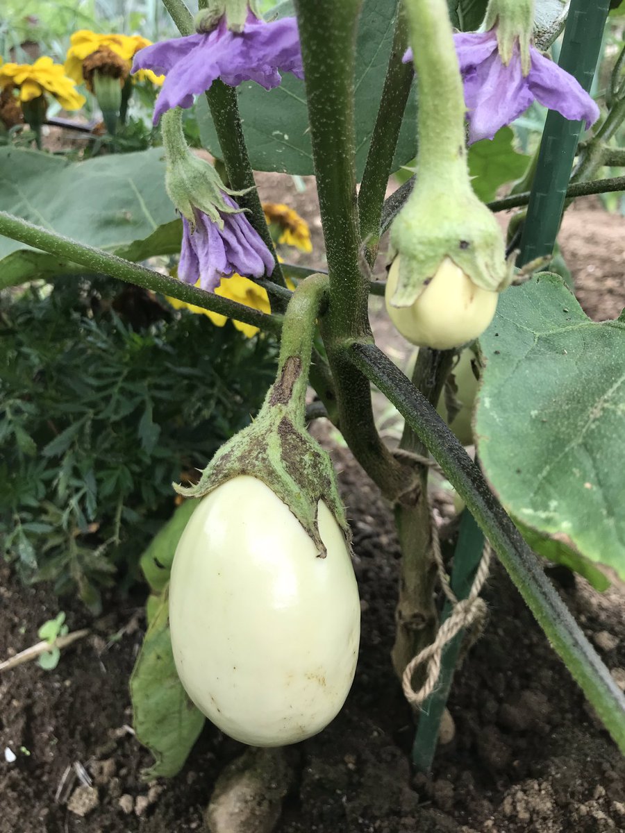 TKame321's tweet photo. 今日の家庭菜園。
葉物の種まきと収穫。
白なす もう少し。 https://t.co/RgEq1eK1PN