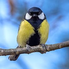 FextheredFriend's tweet image. “Titty Tuesday?”

“Tit Tuesday.”

Yes this breed of bird is called a tit