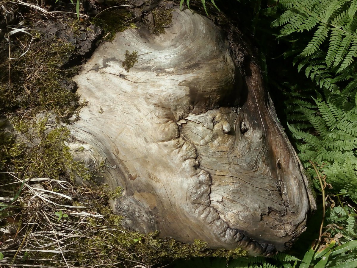 MarcinMinor tweet media