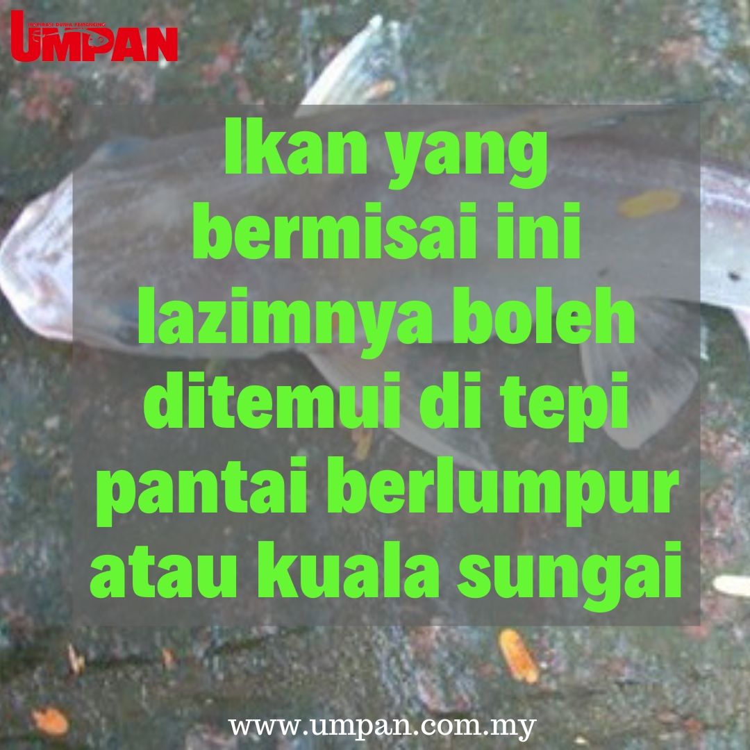 umpanmy's tweet photo. Ikan belukang turut memiliki badan licin tanpa sisik dan boleh membesar di antara 30 hingga 45 cm! Baca thread di bawah :

#umpan #majalahumpan https://t.co/RJQgHVhdNu