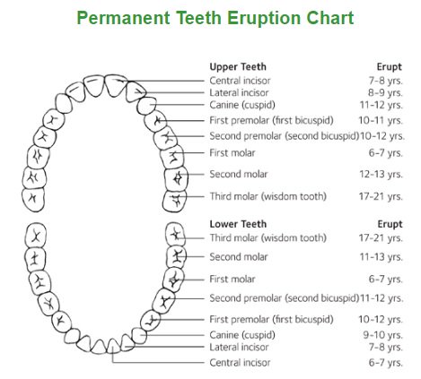dr_limdental's tweet photo. When your child will get and lose his teeth, check out and download these eruption charts - https://t.co/xcaPxwvfo7. 

#dental #dentist #childsteeth #dentalvisit #dentalcare https://t.co/oLHXYWgMHy
