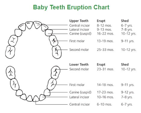 dr_limdental's tweet photo. When your child will get and lose his teeth, check out and download these eruption charts - https://t.co/xcaPxwvfo7. 

#dental #dentist #childsteeth #dentalvisit #dentalcare https://t.co/oLHXYWgMHy