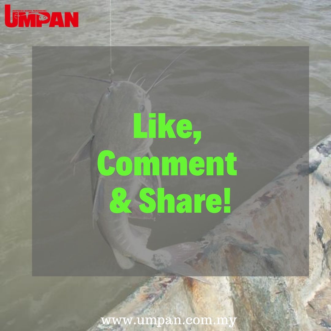 umpanmy's tweet photo. Sambungan ikan belukang turut memiliki badan licin tanpa sisik dan boleh membesar di antara 30 hingga 45 cm!

#umpan #majalahumpan https://t.co/uEonu9gAhP