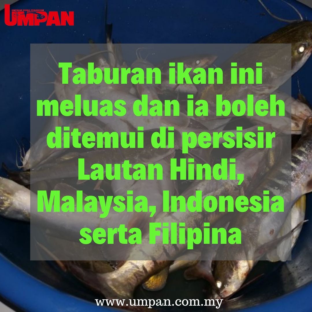 umpanmy's tweet photo. Sambungan ikan belukang turut memiliki badan licin tanpa sisik dan boleh membesar di antara 30 hingga 45 cm!

#umpan #majalahumpan https://t.co/uEonu9gAhP