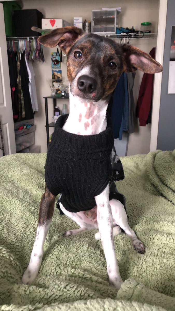 FauxingAngel's tweet photo. @BridgetteWest My Banditt is gonna be two, July 20th. They grow up fast.💕😢 https://t.co/jtvJu8ya6s