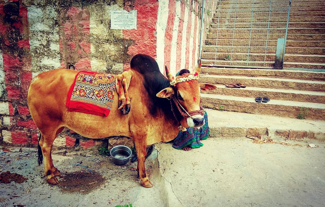Goumatha's tweet photo. #SaveDesiCows
#SaveGouMatha https://t.co/r7AII6L60N