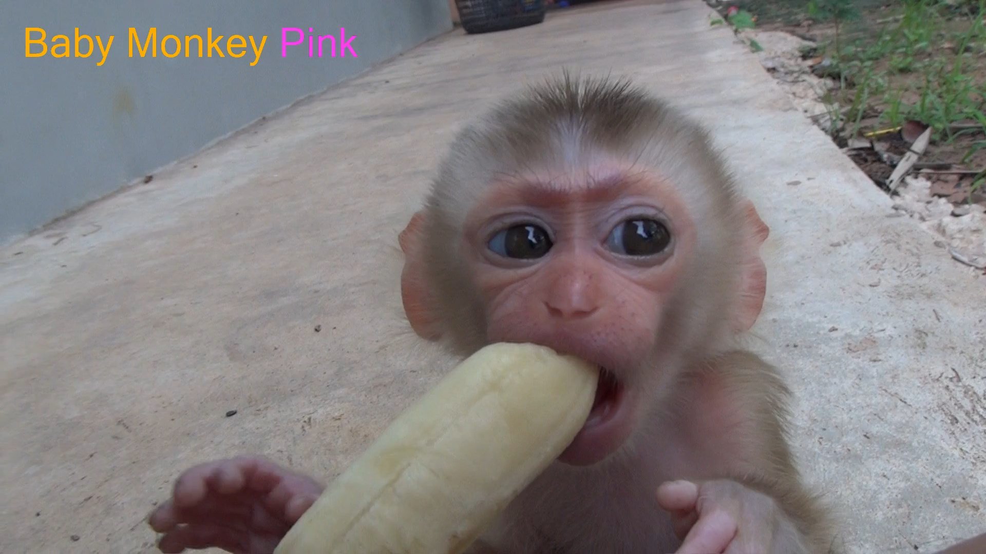 Monkey Eating Banana