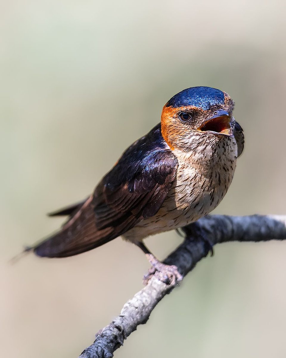 samthebirder tweet media