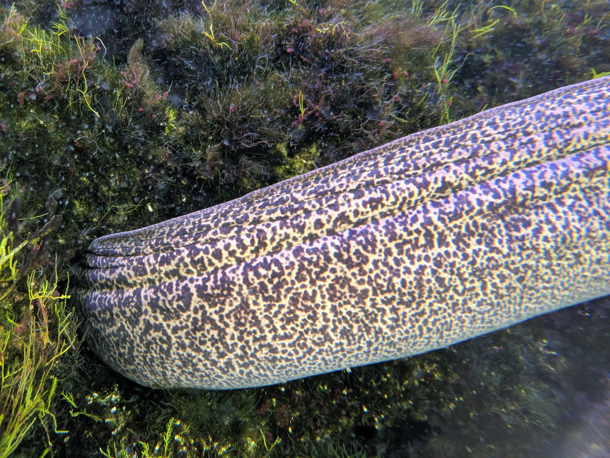 ばっしょも 庭所もい Bassyomo Twitter