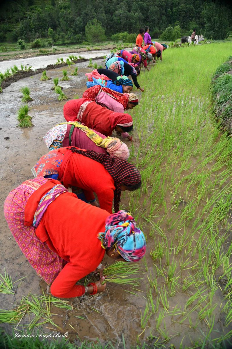 Thikane24's tweet photo. The people of the #mountain and the dark sunshine of Ashadh are always deeply connected. The #Plantation planted in Uttarakhand for the cultivation of paddy, which is also called #plantari in #Garhwal, is a symbol of collective involvement.@UTDBofficial @UDwaar @TentaranU https://t.co/bFYFyLIvA3