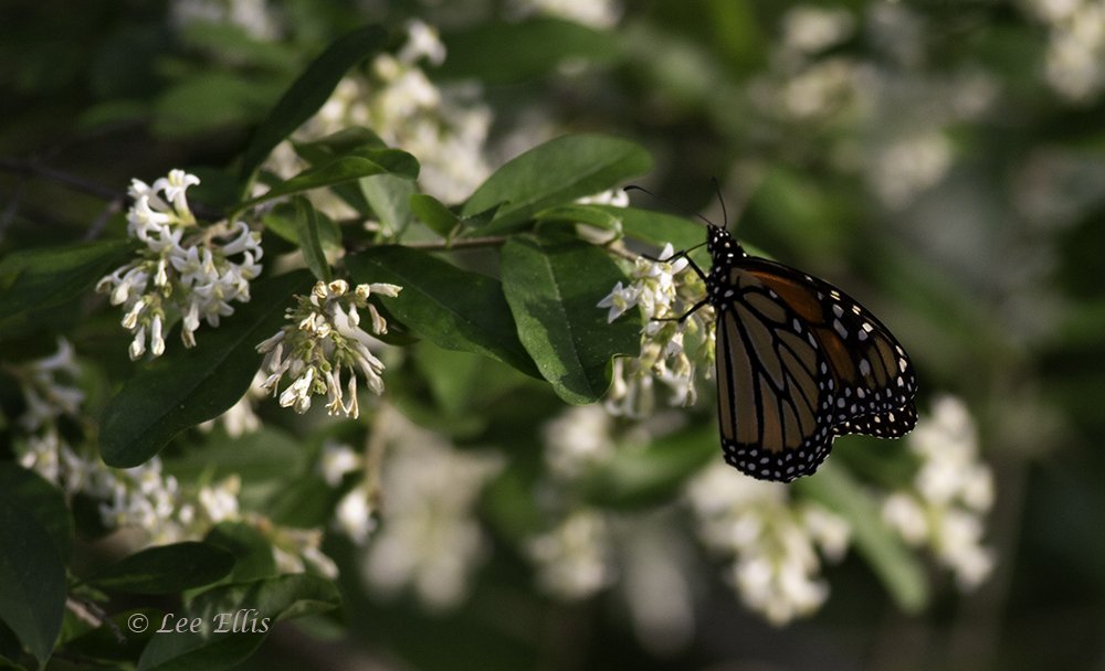 ThreeStarPet's tweet photo. This evening at the #GuildInn robins, a chipmunk, a monarch and a cottontail https://t.co/ddKyaMHV8u