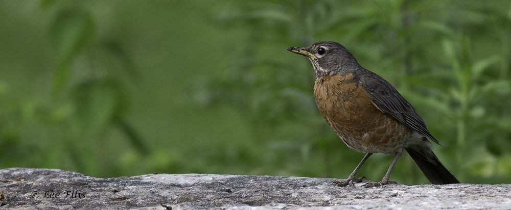 ThreeStarPet's tweet photo. This evening at the #GuildInn robins, a chipmunk, a monarch and a cottontail https://t.co/ddKyaMHV8u