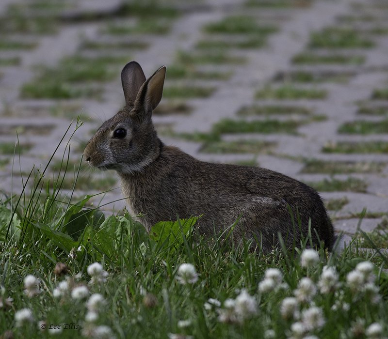 ThreeStarPet's tweet photo. At the #GuildInn, a hunbry baby robin, and many cottontails. https://t.co/h1wNRzKmBk