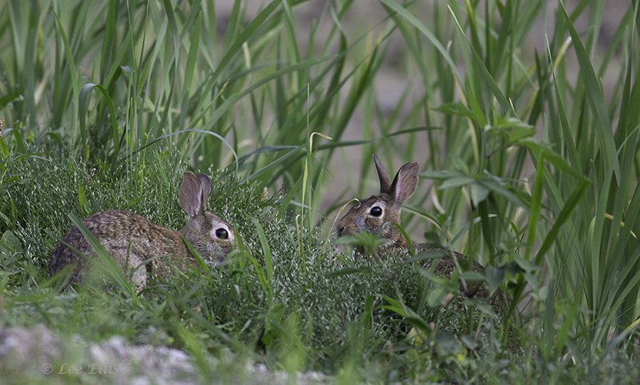 ThreeStarPet's tweet photo. At the #GuildInn, a hunbry baby robin, and many cottontails. https://t.co/h1wNRzKmBk