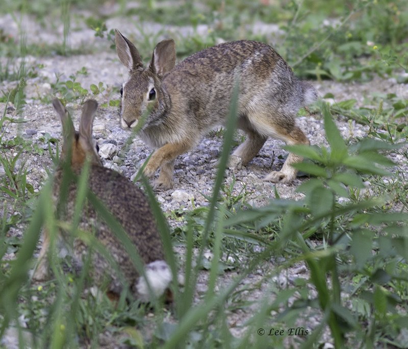 ThreeStarPet's tweet photo. At the #GuildInn, a hunbry baby robin, and many cottontails. https://t.co/h1wNRzKmBk