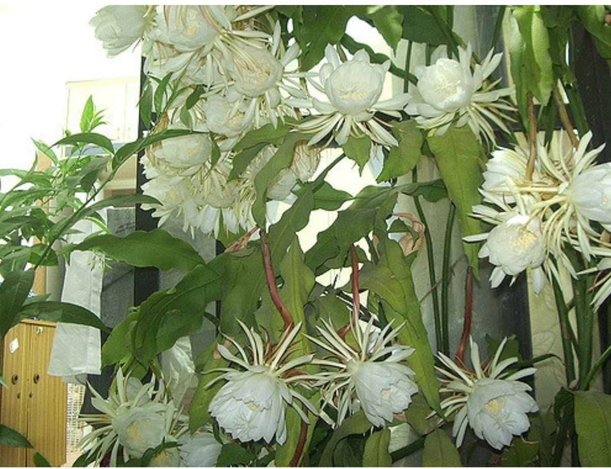 #Incrediblenature 
BRAHMA KAMAL,named after Lord Brahma also called
Night blooming Cereus.

BLOOMS ONLY FR ONE night in d entire yr, somewhere bet July n Sept.
It is believed to bring in loads of good luck n prosperity!

🤔Propagation can b dn planting its leaf in the soil!