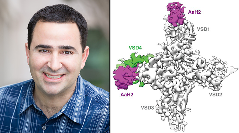 VenomsLab's tweet photo. Delighted to announce that Jian Payandeh @genentech will give a keynote talk at 2020 #Venoms #GordonResearchConference! See his recent @sciencemagazine paper showing how scorpion toxin AaH2 engages the DI &amp; DIV #VoltageSensors of #sodiumchannels: https://t.co/dnUwtF7cXD @grcvenom https://t.co/sSZwxaH07w