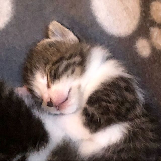 pleegkittens's tweet photo. Good morning fluffy one! πππ
.
.
.
.
#MamaPenny #MissPenny
β€οΈπ»
.
#ikzoekbaas #dierenasiel #asieldier #dier #huisdier #kat #adoptdontshop #dierenopvang #baas #cats_of_instagram #cute #catloversclub #cats #catlover #ilovecats #catoftheday #catsagram β¦ https://t.co/jCln5Le40o https://t.co/OIMnM80PEo