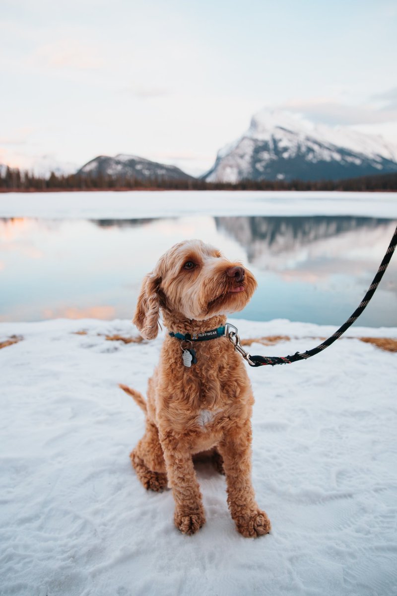 supefr0n's tweet photo. Reply to this with your favorite dog portraits you’ve taken. I’ll start https://t.co/MjpAahGgfA