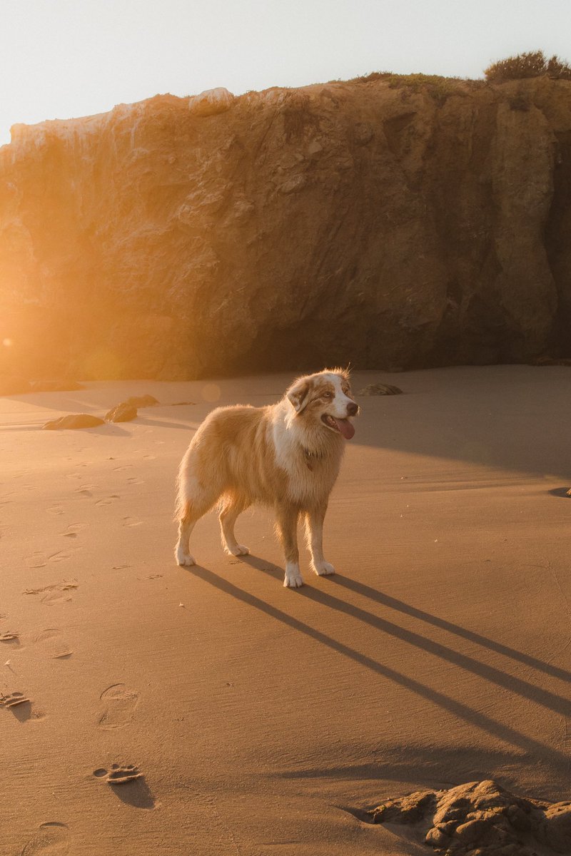 supefr0n's tweet photo. Reply to this with your favorite dog portraits you’ve taken. I’ll start https://t.co/MjpAahGgfA