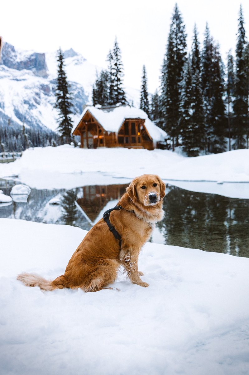 supefr0n's tweet photo. Reply to this with your favorite dog portraits you’ve taken. I’ll start https://t.co/MjpAahGgfA