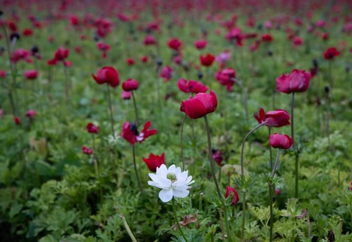 74ceff6b903445b's tweet photo. Hello dear friends. 
Have a beautiful Wednesday... 🙏😀💐 https://t.co/gtyUZ7ipUD